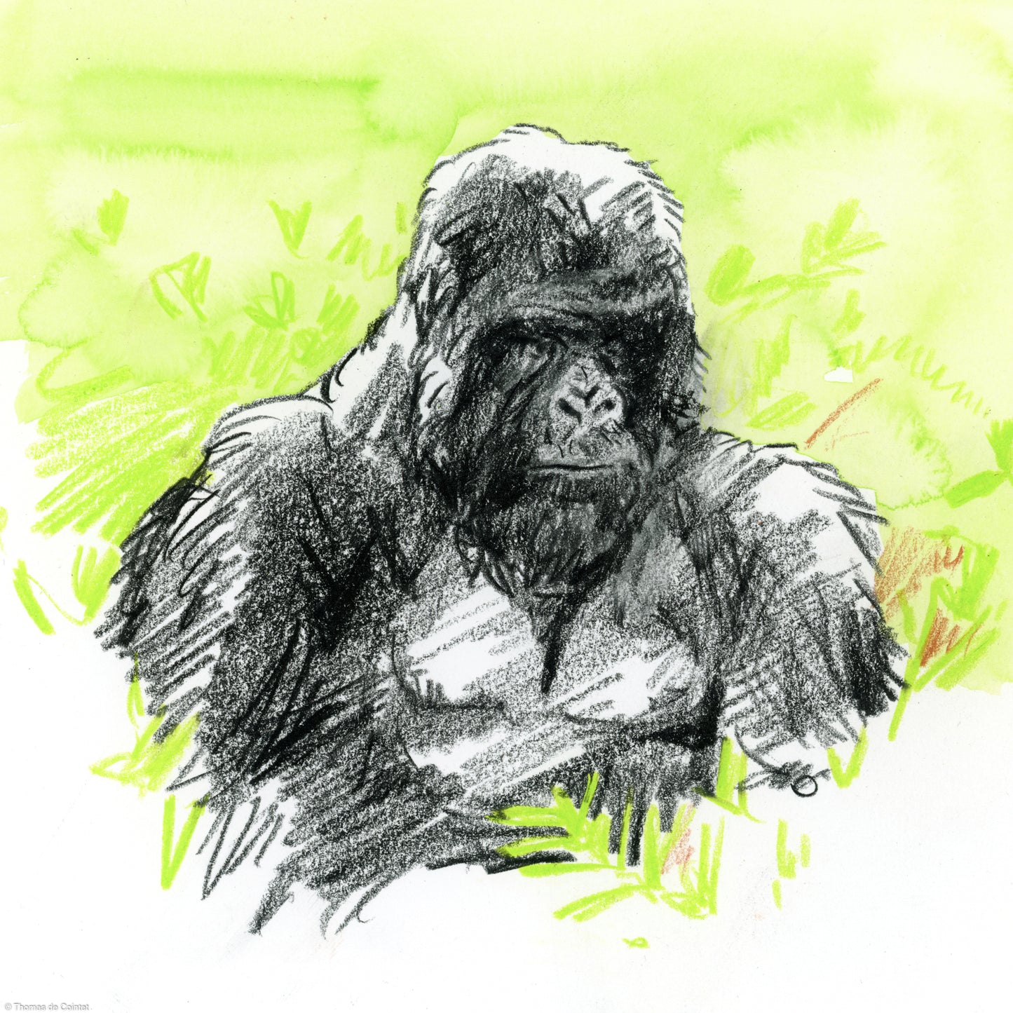 Silverback Gorilla, Volcanoes National Park