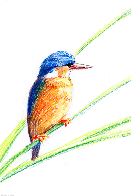 Martin pécheur sur le lac Ihema, Akagera National Park