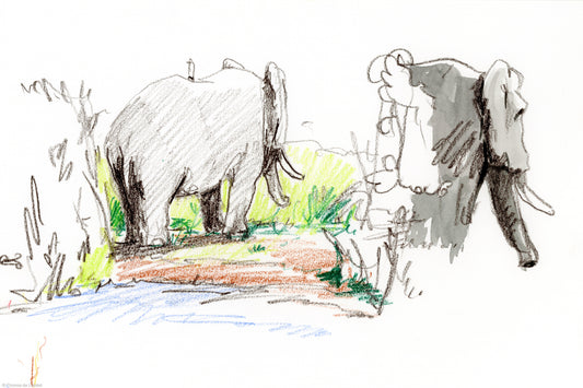 Eléphant sur une berge du lac Ihema, Akagera National Park