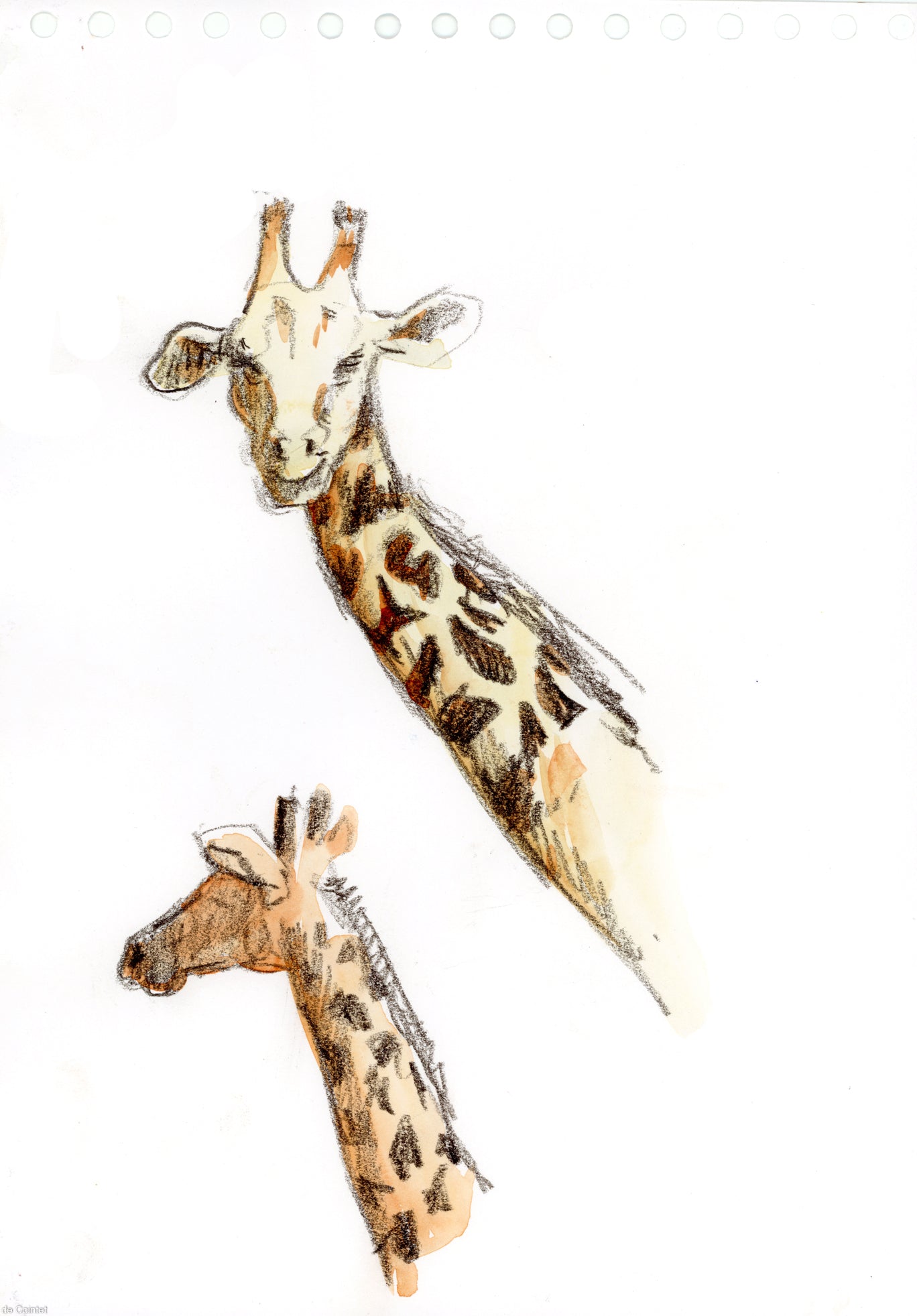 Girafes de l'Akagera National Park