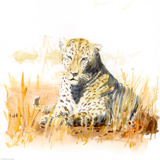Leopard croisé au sud de l'Akagera National Park