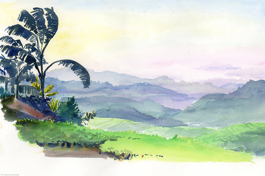 Champs de thé dans la région du Parc national Nyungwe