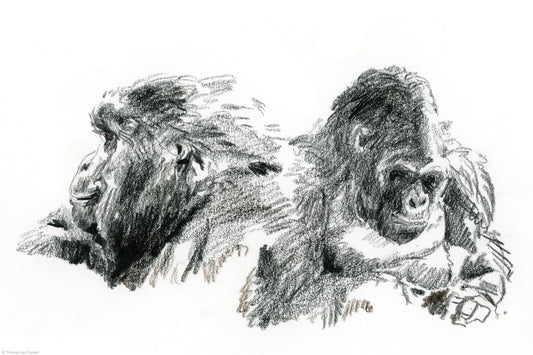 Gorilla beringei beringei,  Volcanoes National Park