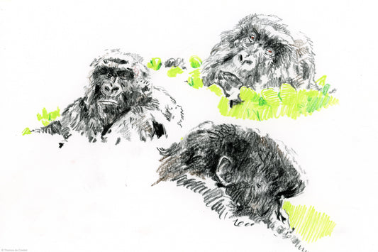 Trois gorilles dans les feuilles d'orties,  Volcanoes National Park