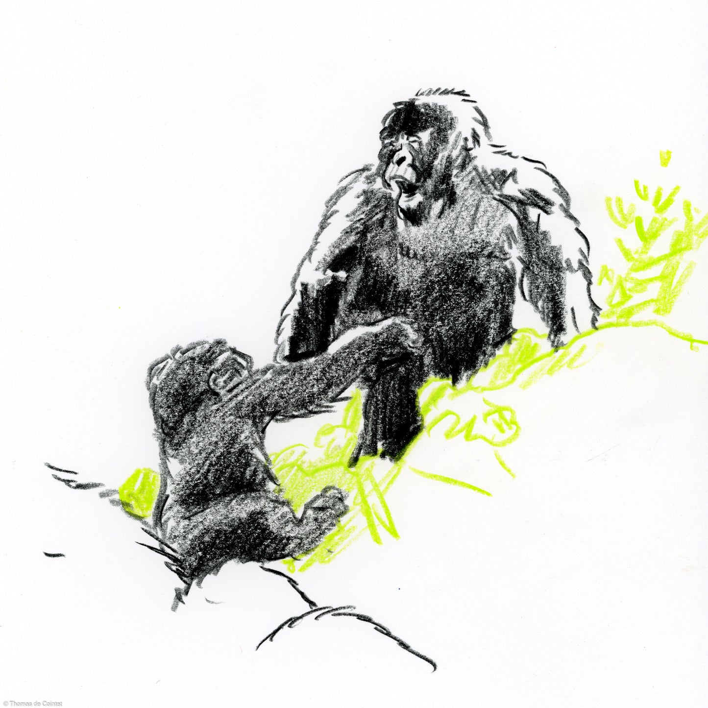 Deux gorilles jouant en attendant le signal de la reprise des activités, Volcanoes National Park